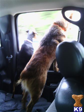 HeelerRaider Picture 1